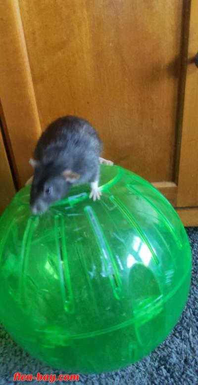 Rodent Exercise ball - Thumbnail 4