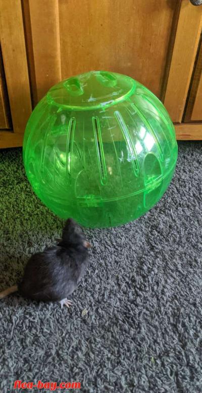 Rodent Exercise ball - Thumbnail 5