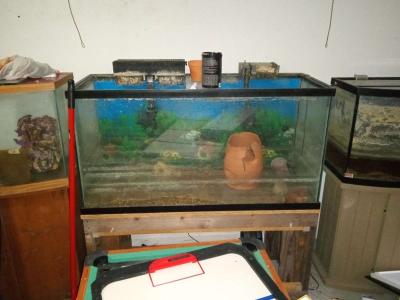 multiple fish tanks - Thumbnail 3