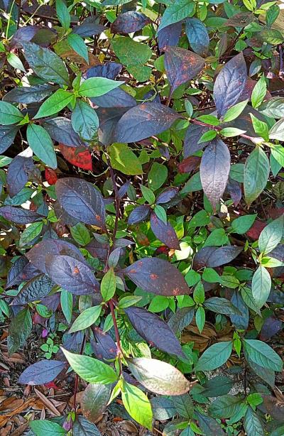 crazy Cheap plants - Thumbnail 3