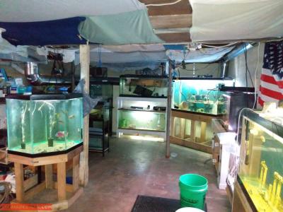 LITTLE CRITTER(S) AND SUPPLIES! - Thumbnail 2