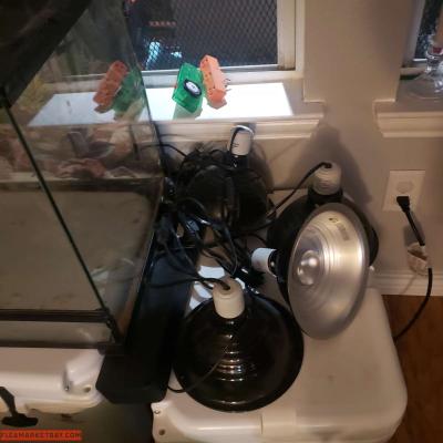 Bearded Dragon (or reptile) Set Up - Thumbnail 2