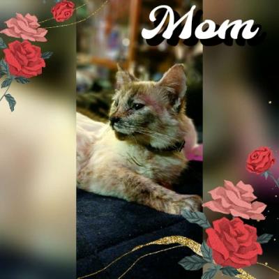 kittens - Thumbnail 6