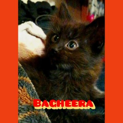 kittens - Thumbnail 5