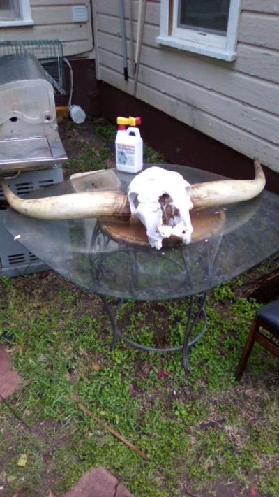 longhorn - Waco, Texas