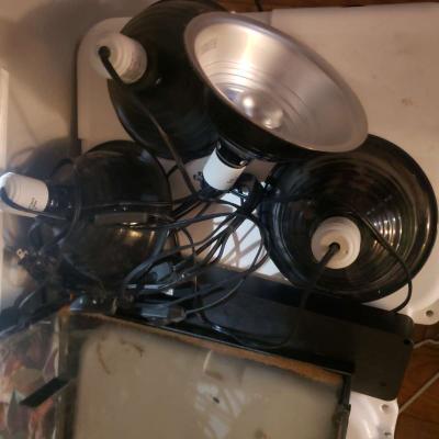 Bearded Dragon (or reptile) Set Up