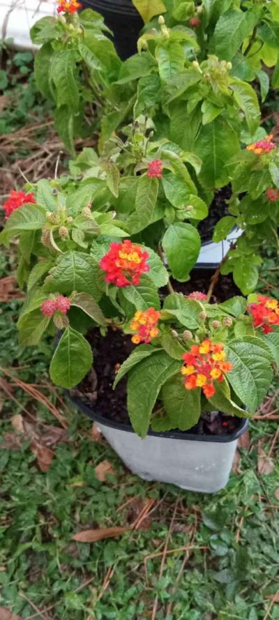 crazy Cheap plants - Thumbnail 6