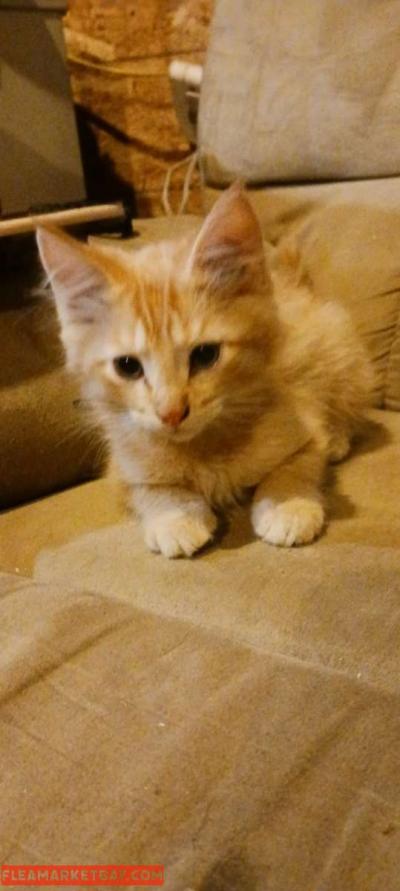 kittens - Thumbnail 2