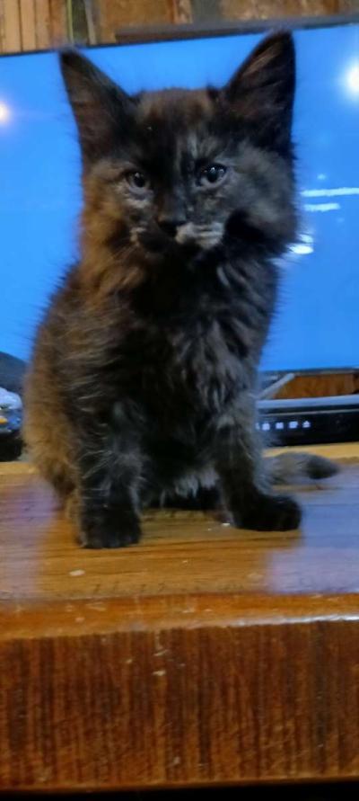 kittens - Thumbnail 3