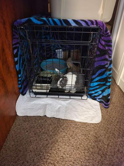 LITTLE CRITTER(S) AND SUPPLIES! - Thumbnail 3