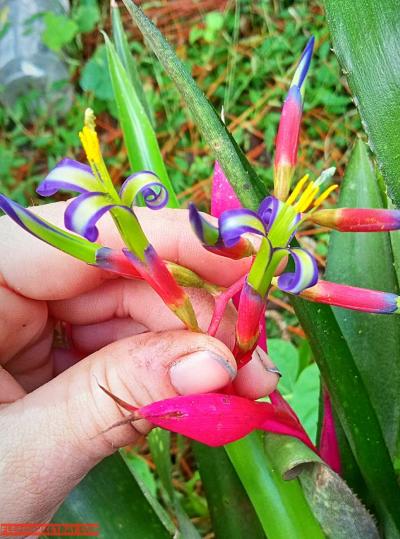 crazy Cheap plants - Thumbnail 2