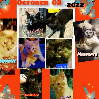 kittens - Thumbnail 4