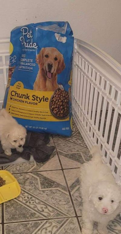 dog food - Thumbnail 1