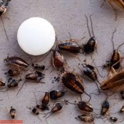 treatments pest n termites - Thumbnail 2