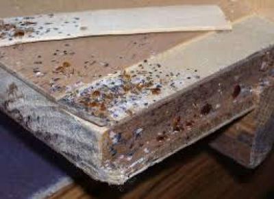 pest and termite control - Thumbnail 4