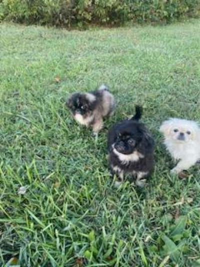 Pekingese Puppies - Thumbnail 5