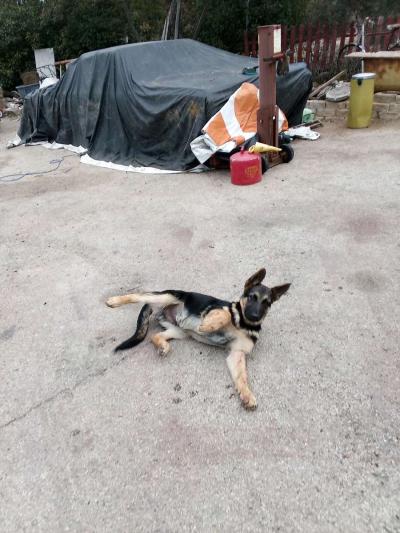 German Shepard Puppies - Thumbnail 3