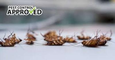 roaches bed bugs termite services - Thumbnail 3