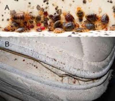 pest n termite treatment - Thumbnail 4