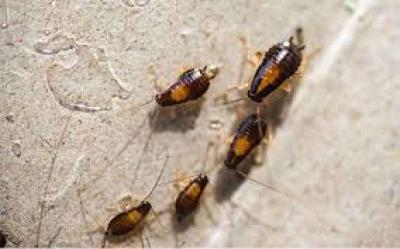 cheap pest control n termite - Thumbnail 5