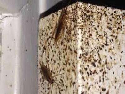 pest n termite control - Thumbnail 5