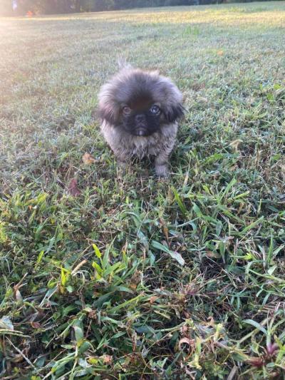 Pekingese Puppies - Hampton, Virginia
