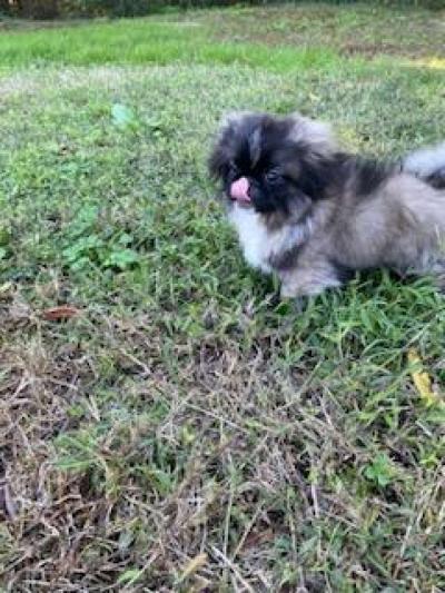 Pekingese Puppies - Thumbnail 4