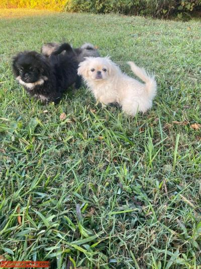 Pekingese Puppies - Thumbnail 2