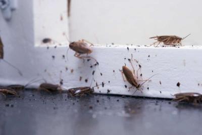 cheap pest control n termite - Thumbnail 3