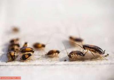 pest n termite treatment - Thumbnail 2