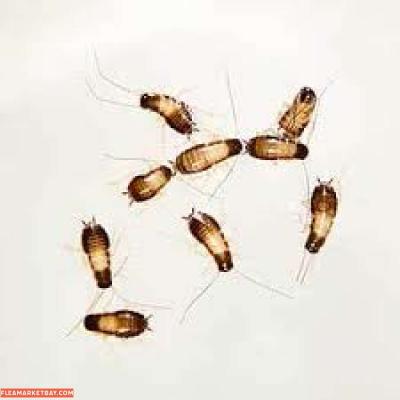 termite n bug service - Thumbnail 2