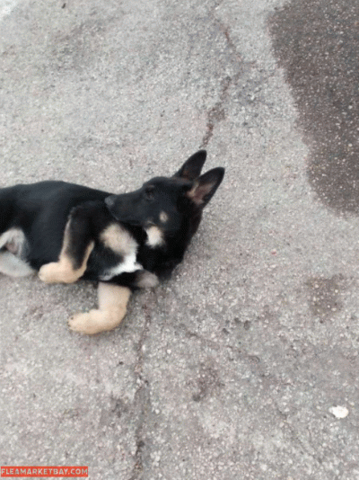 German Shepard Puppies - Thumbnail 2
