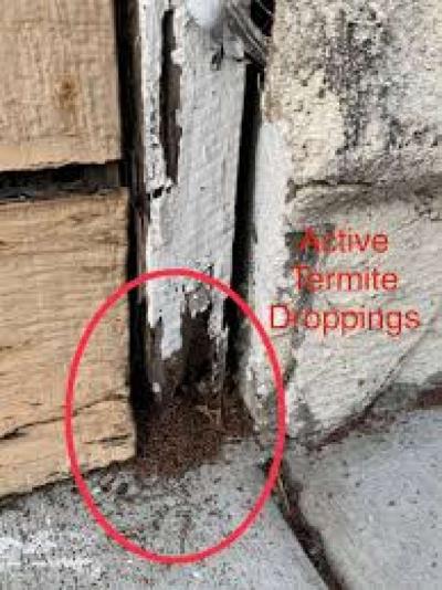 pest and termite control - Thumbnail 3