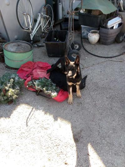 German Shepard Puppies - Thumbnail 4