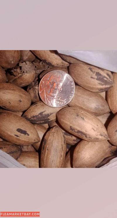 pecans - Thumbnail 2