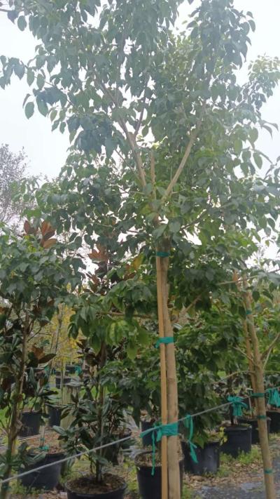 shade trees available  all sizes and species - Thumbnail 3