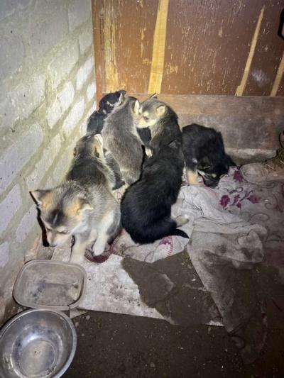 german shepard puppies