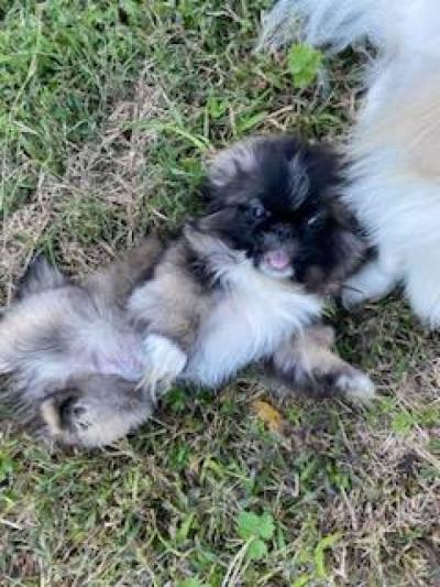 Pekingese Puppies - Thumbnail 3