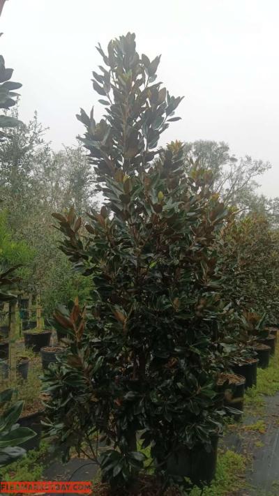 shade trees available  all sizes and species - Thumbnail 2