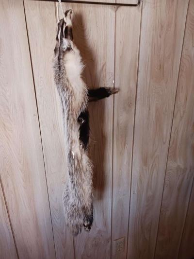 fox furs badger furs skunk fur - Thumbnail 3