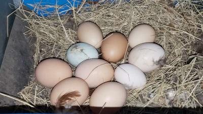 Eggs Farm Fresh Eggs - Thumbnail 6