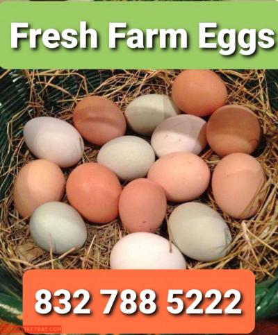 Eggs Farm Fresh Eggs - Thumbnail 2