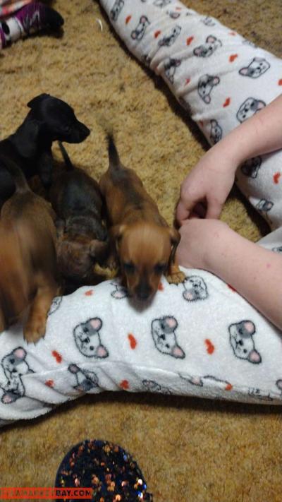 mini dachshund - Thumbnail 2