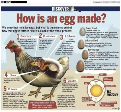 Eggs Farm Fresh Eggs - Thumbnail 4