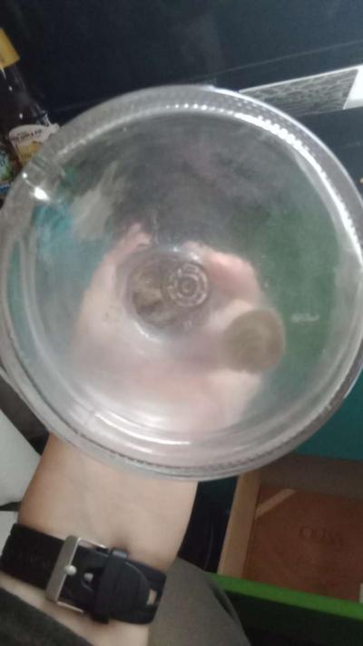 Liquor Bottle I Dream Of Geenie - Thumbnail 2