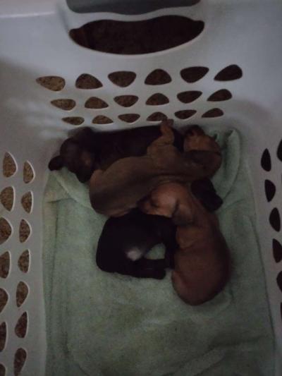 mini dachshund - Thumbnail 3