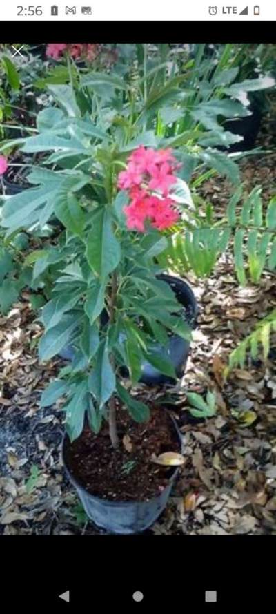 plants citrus all types - Thumbnail 4