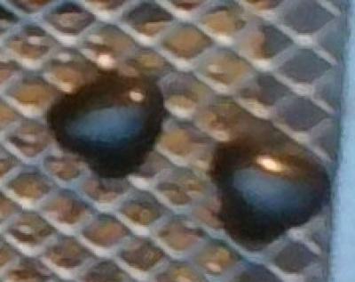 CZ Stud Earrings and Other Stud Earrings - Thumbnail 3