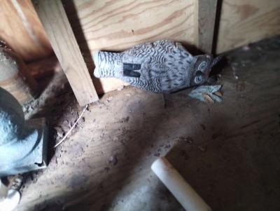 Decorative Inflatable Owl - Thumbnail 2