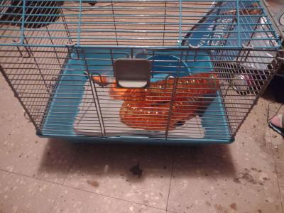 hamster cage - Thumbnail 5